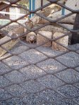 ヨツユビハリネズミ